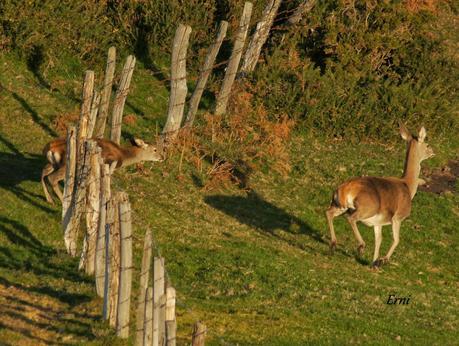 POR ESOS MONTES DE CANTABRIA