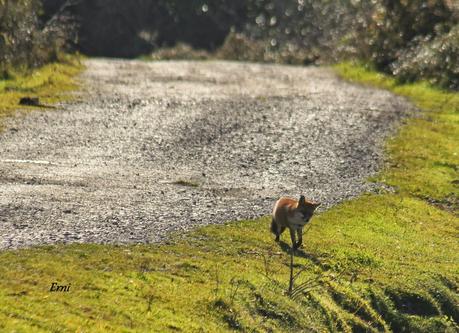 POR ESOS MONTES DE CANTABRIA