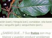 Arbolapp, enciclopedia arbórea digital