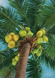 coco-palmera