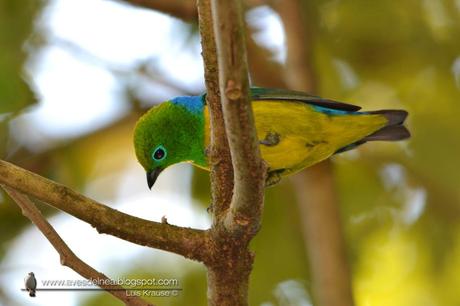 Tangará bonito (Blue-naped Chlorophonia) Chlorophonia cyanea