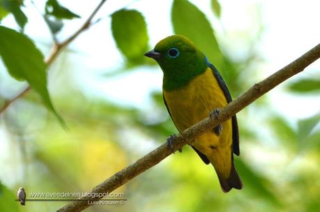 Tangará bonito (Blue-naped Chlorophonia) Chlorophonia cyanea