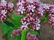 Sabías Hierba Gatos Valeriana