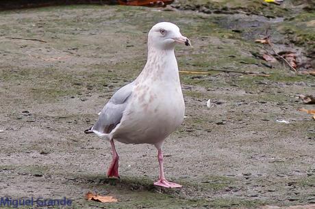 Gaviota argéntea americana-Larus smithsonianus(Ondarroa)