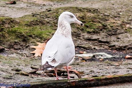 Gaviota argéntea americana-Larus smithsonianus(Ondarroa)