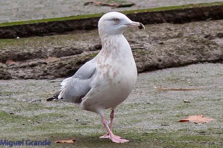 Gaviota argéntea americana-Larus smithsonianus(Ondarroa)