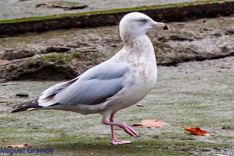 Gaviota argéntea americana-Larus smithsonianus(Ondarroa)