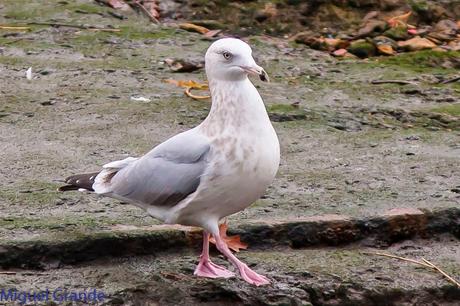 Gaviota argéntea americana-Larus smithsonianus(Ondarroa)