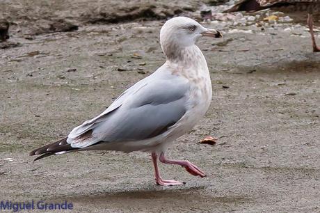 Gaviota argéntea americana-Larus smithsonianus(Ondarroa)