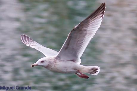 Gaviota argéntea americana-Larus smithsonianus(Ondarroa)