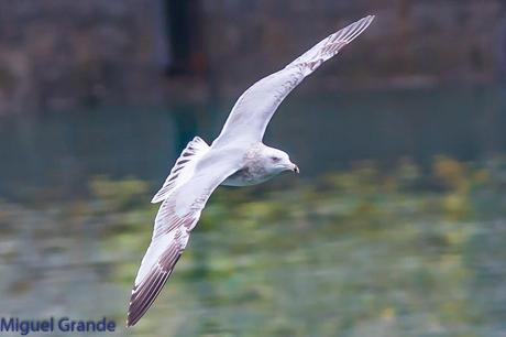 Gaviota argéntea americana-Larus smithsonianus(Ondarroa)