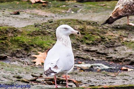 Gaviota argéntea americana-Larus smithsonianus(Ondarroa)