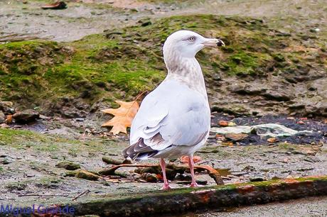 Gaviota argéntea americana-Larus smithsonianus(Ondarroa)