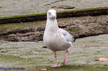 Gaviota argéntea americana-Larus smithsonianus(Ondarroa)