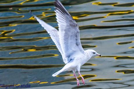 Gaviota argéntea americana-Larus smithsonianus(Ondarroa)