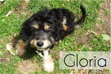 Hoy Compartimos... ¡Mascotas!