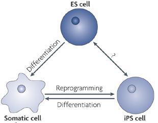 LAS CÉLULAS iPS, ALTERNATIVA A LAS EMBRIONARIAS