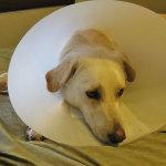 alternativas al collar isabelino