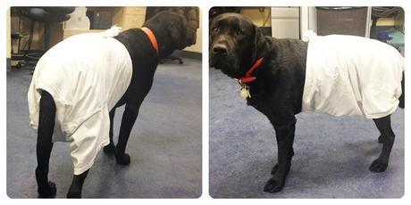 camiseta para proteger heridas en los cuartos traseros