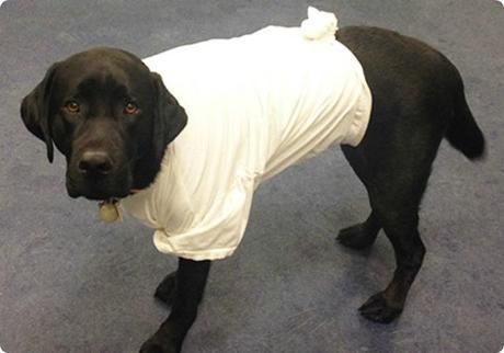 camiseta para proteger heridas abdominales