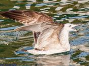 Larus cachinnas-Gaviota Caspio