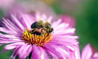 una abeja cogiendo polen en una flor