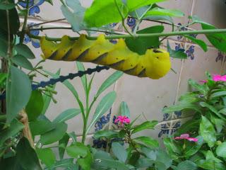 Mojo de perejil a mi manera