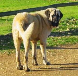 Lobo Ibérico VS Ganaderos
