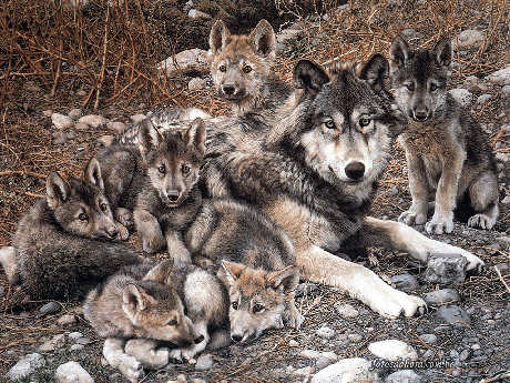 Lobo Ibérico VS Ganaderos