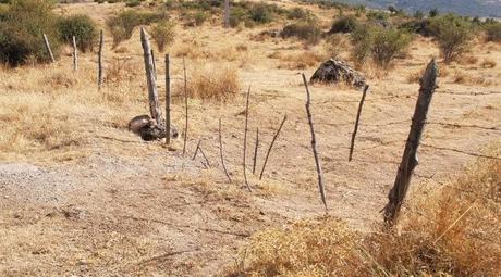 Lobo Ibérico VS Ganaderos