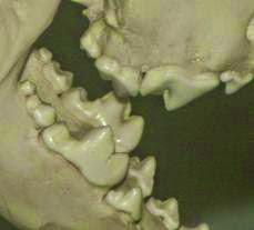 Lobo Ibérico VS Ganaderos