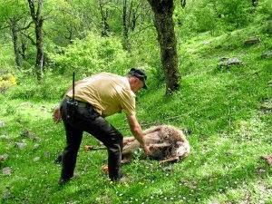 Lobo Ibérico VS Ganaderos