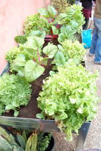 Fibra de coco y humus de lombriz. DSC_0032