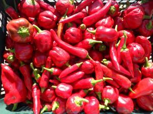 ¿Qué sembrar en Octubre? SAM_1621