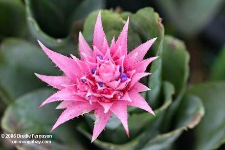 Flores de Aechmea