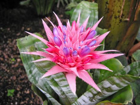 Aechmea