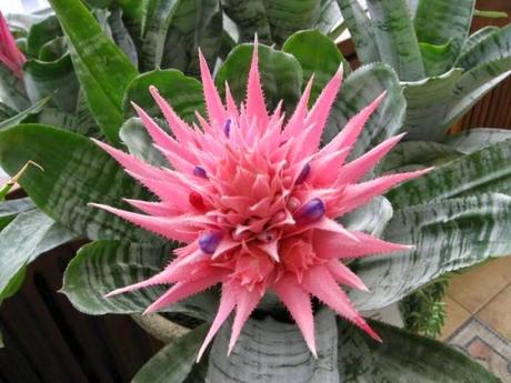Flores de Aechmea