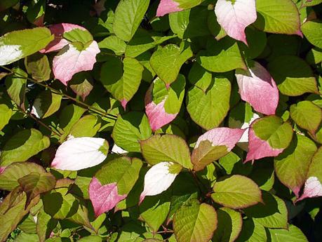 Actinidia