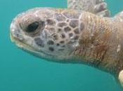 aguas costeras peruanas, ideales para recuperación tortuga verde