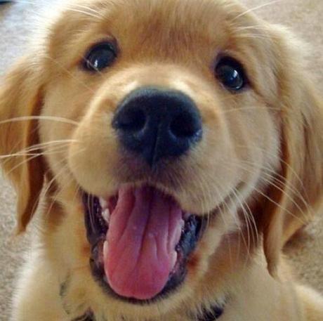 Puntos cardinales de Jatte:2-Risas y sonrisas