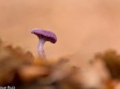 Macro 2014 VIII (setas)