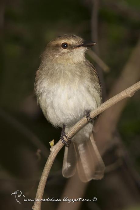 Mosqueta ceja blanca (Fuscous Flycatcher) Cnemotriccus fuscatus Mosqueta ceja blanca (Fuscous Flycatcher) Cnemotriccus fuscatus