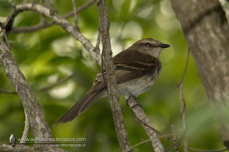 Mosqueta ceja blanca (Fuscous Flycatcher) Cnemotriccus fuscatus Mosqueta ceja blanca (Fuscous Flycatcher) Cnemotriccus fuscatus