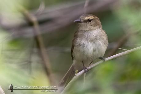 Mosqueta ceja blanca (Fuscous Flycatcher) Cnemotriccus fuscatus Mosqueta ceja blanca (Fuscous Flycatcher) Cnemotriccus fuscatus