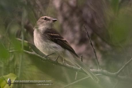 Mosqueta ceja blanca (Fuscous Flycatcher) Cnemotriccus fuscatus Mosqueta ceja blanca (Fuscous Flycatcher) Cnemotriccus fuscatus