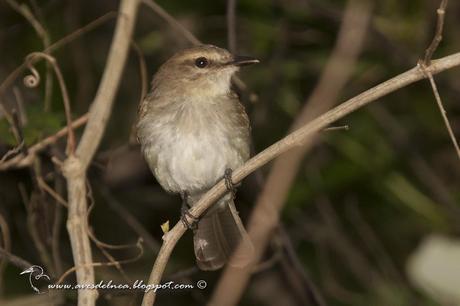 Mosqueta ceja blanca (Fuscous Flycatcher) Cnemotriccus fuscatus Mosqueta ceja blanca (Fuscous Flycatcher) Cnemotriccus fuscatus