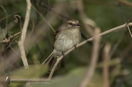 Mosqueta ceja blanca (Fuscous Flycatcher) Cnemotriccus fuscatus Mosqueta ceja blanca (Fuscous Flycatcher) Cnemotriccus fuscatus