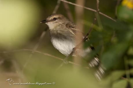 Mosqueta ceja blanca (Fuscous Flycatcher) Cnemotriccus fuscatus Mosqueta ceja blanca (Fuscous Flycatcher) Cnemotriccus fuscatus