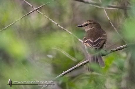 Mosqueta ceja blanca (Fuscous Flycatcher) Cnemotriccus fuscatus Mosqueta ceja blanca (Fuscous Flycatcher) Cnemotriccus fuscatus