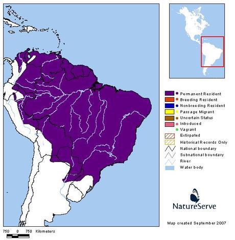 Mosqueta ceja blanca (Fuscous Flycatcher) Cnemotriccus fuscatus Mosqueta ceja blanca (Fuscous Flycatcher) Cnemotriccus fuscatus